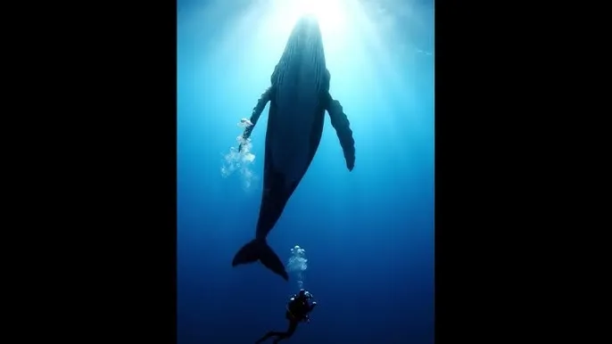 好先生番外 - 深蓝星球：探索海洋深处的未知世界